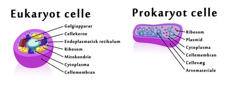 prokayoter (bakterier) og eukaryoter.