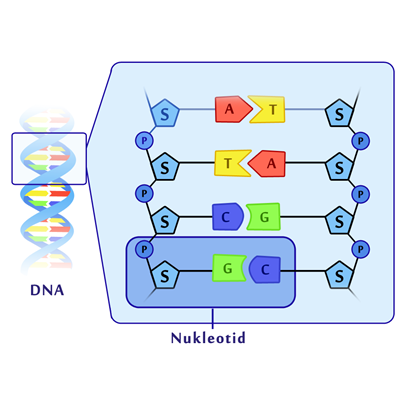 Opbygning af DNA