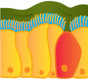 Figur 2. Billedet viser hvordan fimrehårene sidder i et lille lag vand på cellernes overflade. Når der er det rigtige niveau af vand kan fimrehårene nøjagtigt nå op til overfladen. Nogle celler i lungen laver mucus som kan fange bakterier og vira. Når skidt først er blevet fanget i slimet kan fimrehårene langsomt børste slimet ud af lungen, på samme måde som når man fejer gulvet.