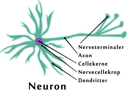 Nervecelle