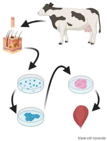 Fremstilling af kød fra cellekultur