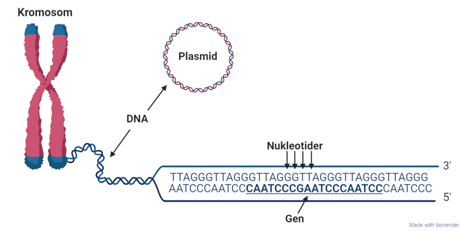 DNA, kromosom, Nuklotider og plasmider.