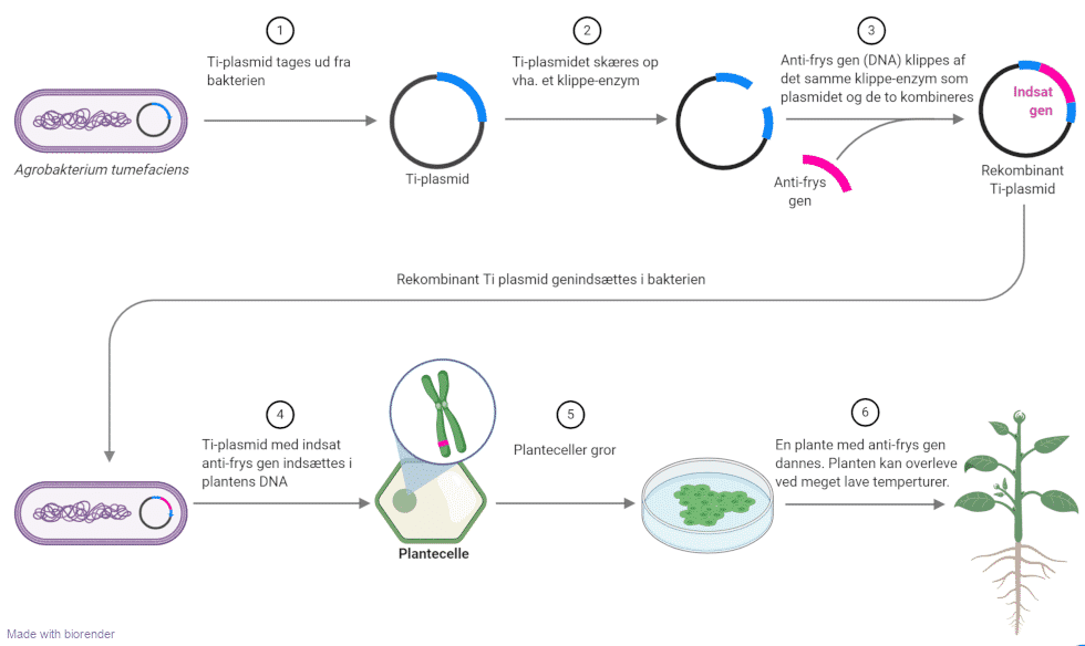 Genmodificering med plasmider