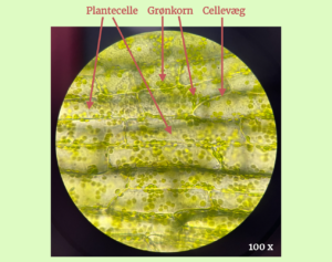 Øvelse: Planteceller i mikroskop - Academy