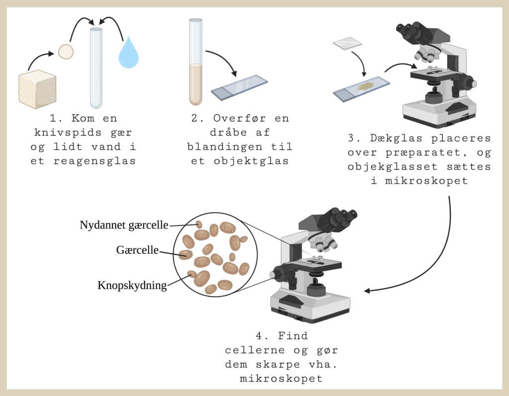 Øvelser: Svampeceller i mikroskop -